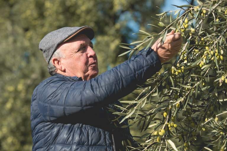filiera olivicola olearia italiana