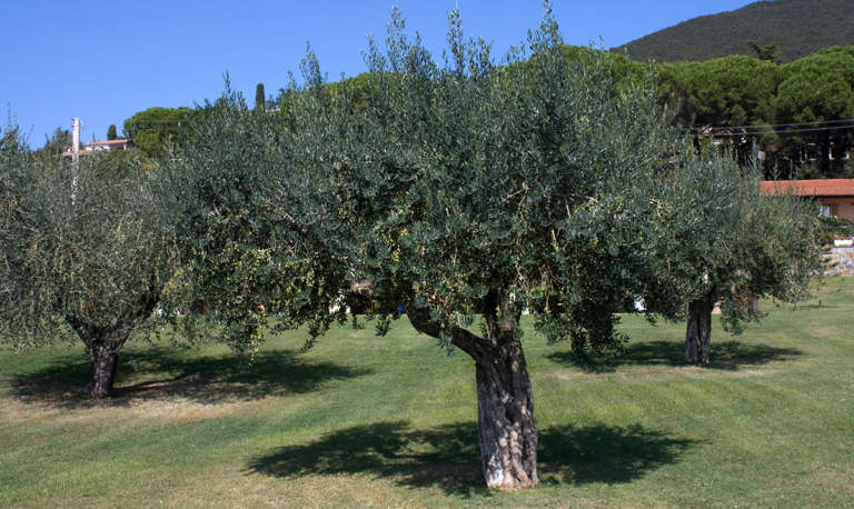 olivicoltura e impronta di carbonio