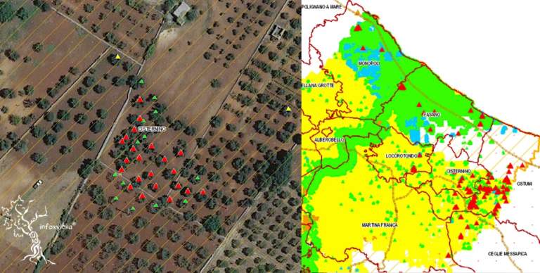 xylella olivi positivi