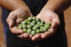 Olive siciliane