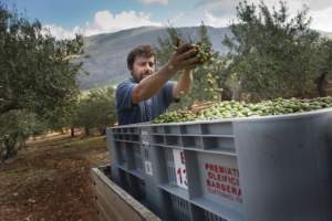 Raccolta olive
