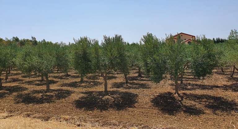 olio biologico valle benuara