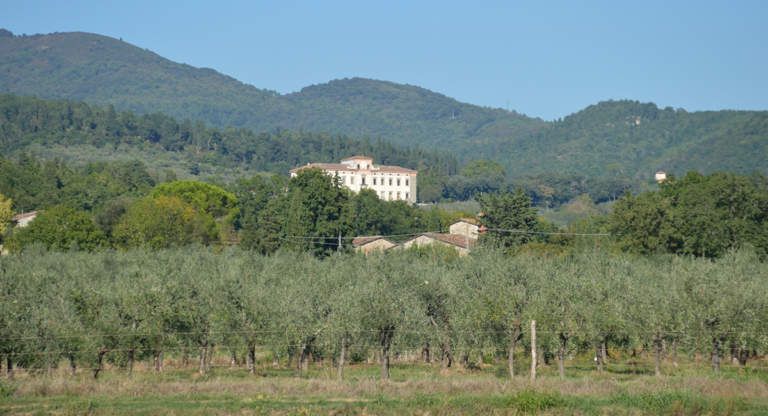 olivicoltura toscana