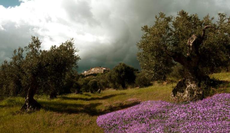 qualità olio di oliva