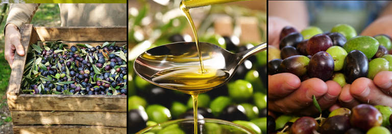 produzione olio di oliva e olive 2021