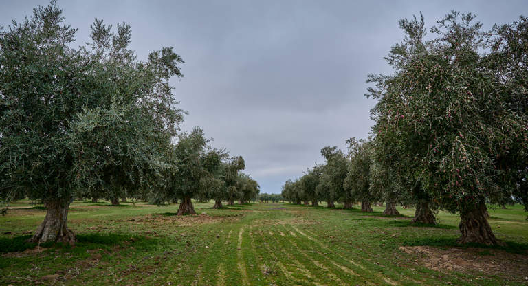 economia circolare nella filiera olearia