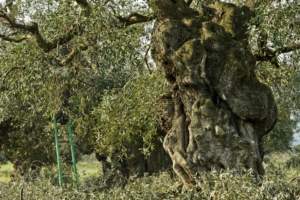 olivi secolari o monumentali