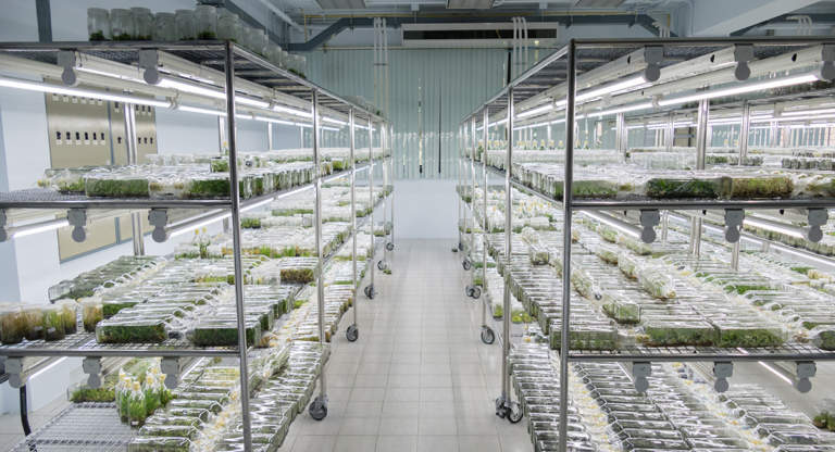 micropropagazione olivo