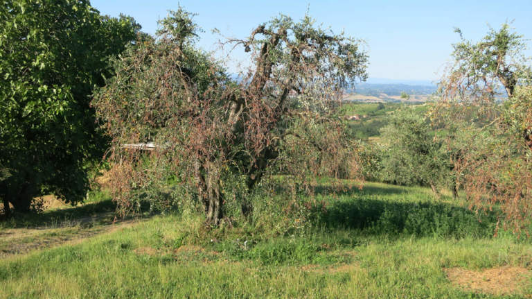 puglia gelata 2018