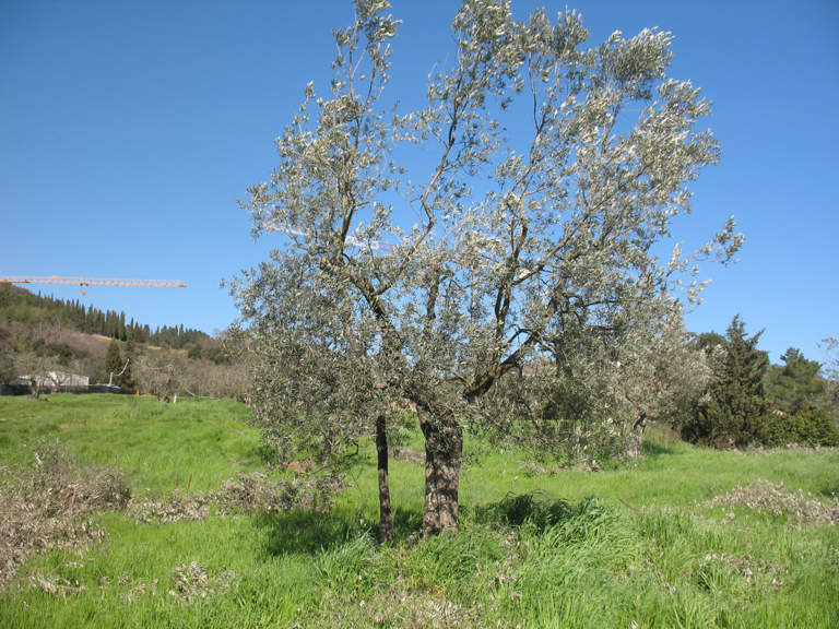 chioma dell'olivo