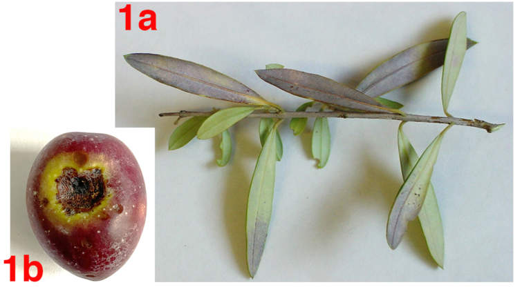 cercosporiosi olivo