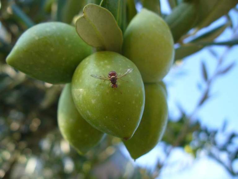 mosca delle olive