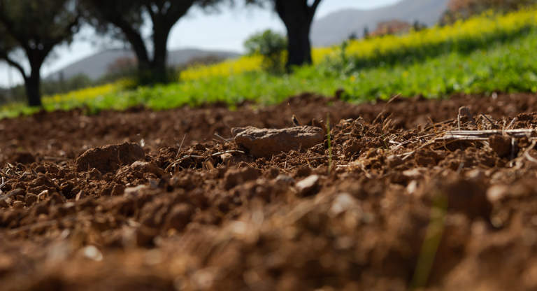 biostimolanti per olivo