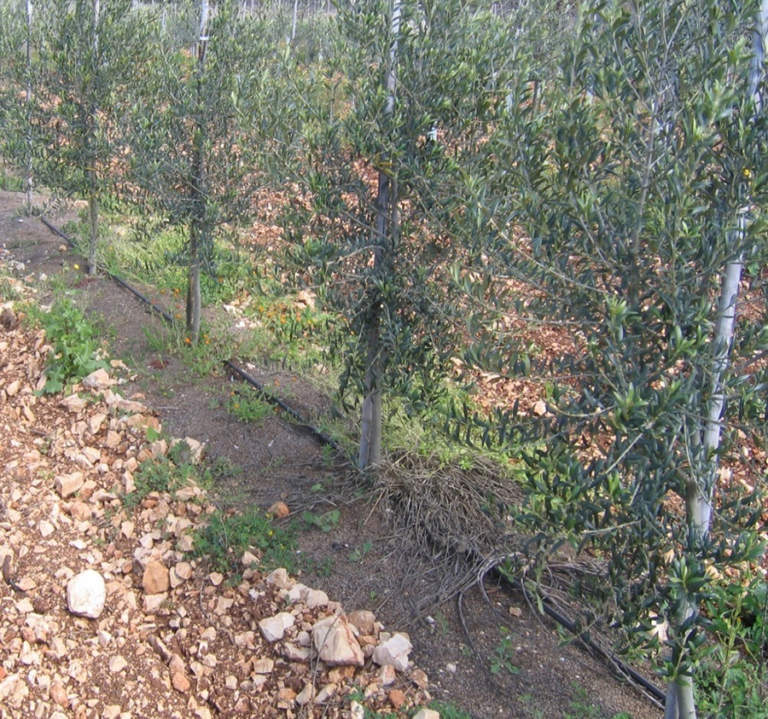 sansa di olive