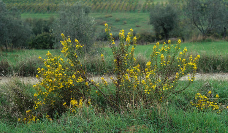inula viscosa mosca