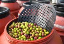 Anche la qualità delle olive da mensa dipende dal terroir terroir olive da mensa