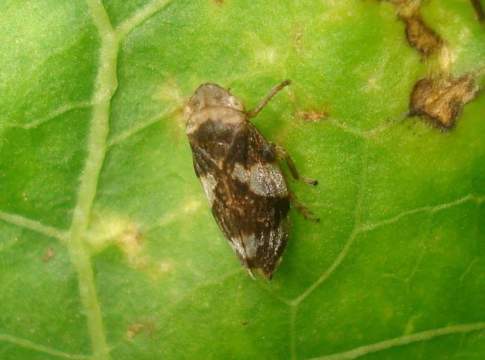 xylella cia salento