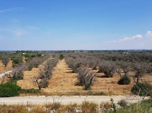 bando calamità xylella