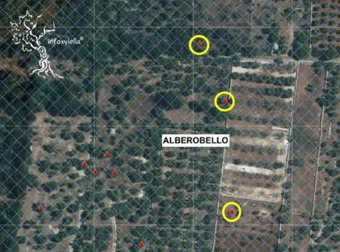 xylella coldiretti puglia