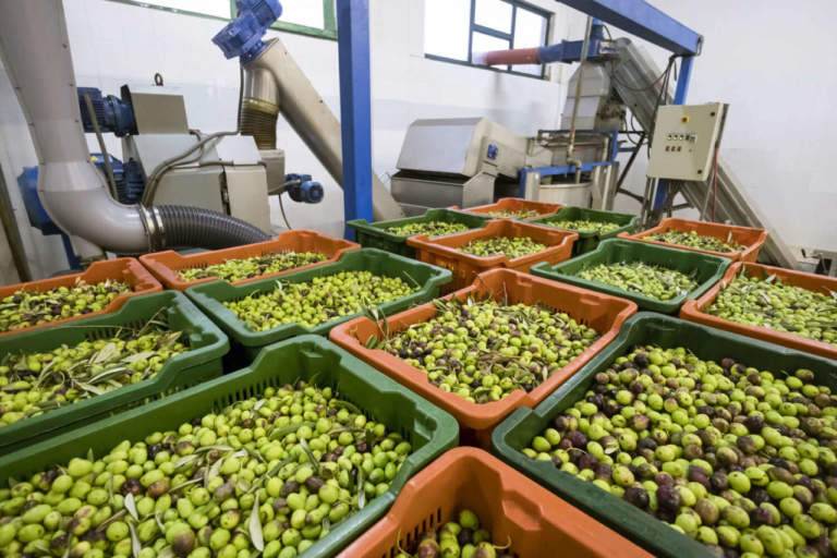 raffreddare olive
