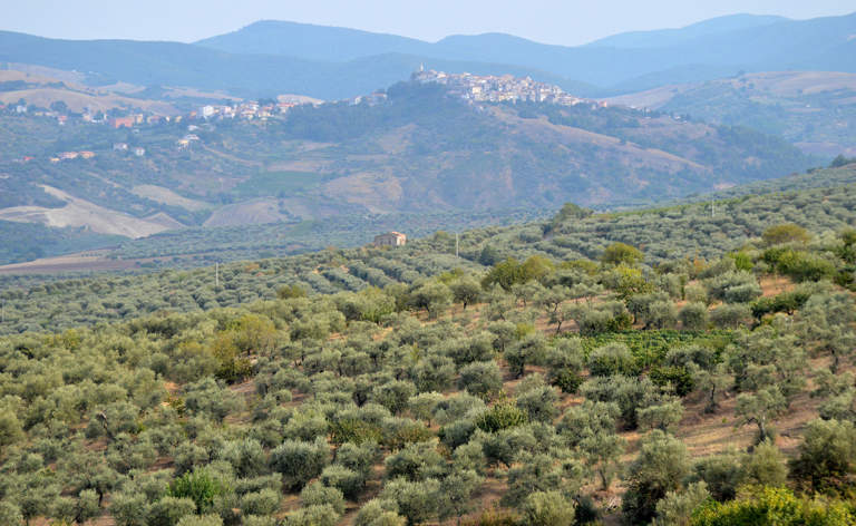 olivicoltura basilicata