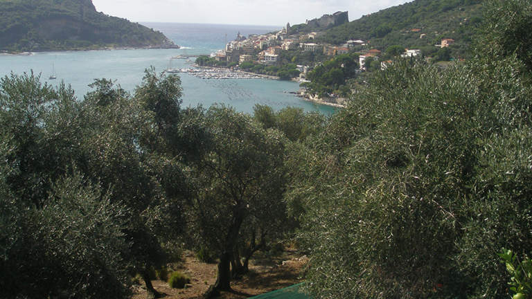 olio dop riviera ligure