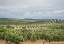 spagna ammasso privato olio