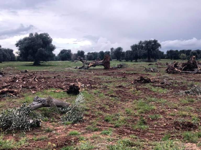 Pentassuglia Xylella Regione Puglia