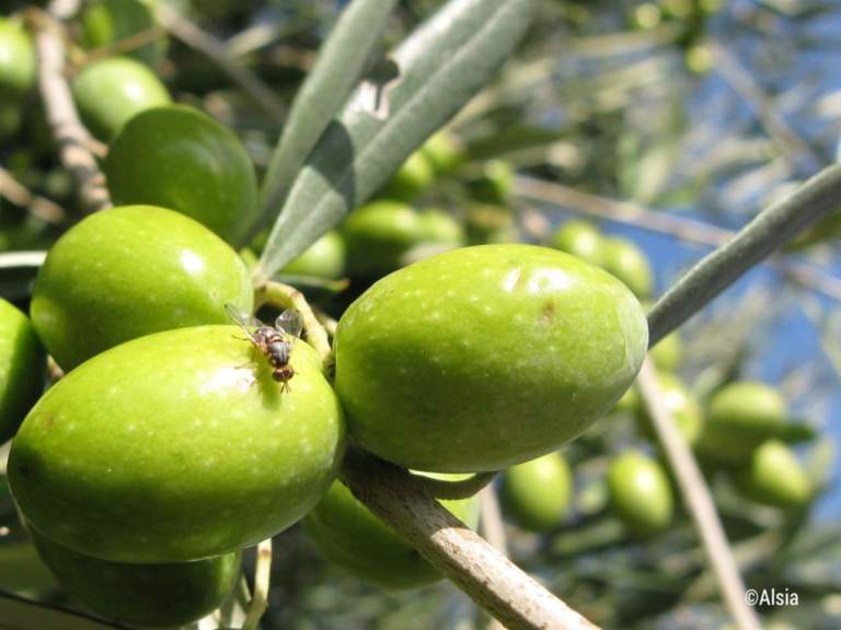 basilicata fitoconsult