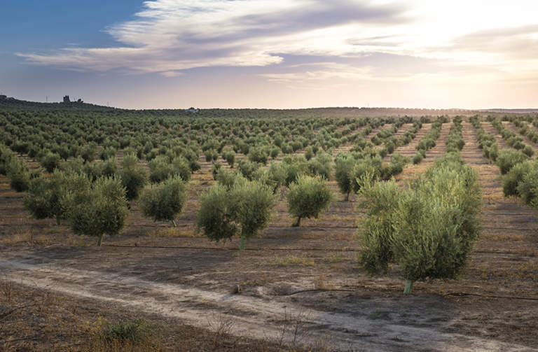 integrazione olio