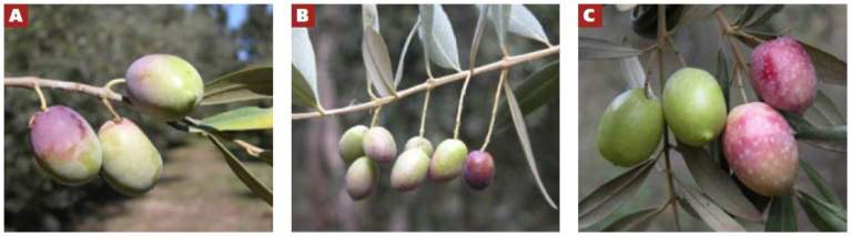 olive da tavola