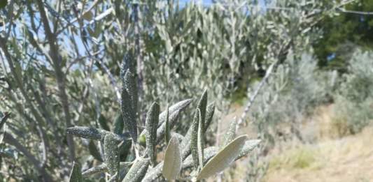 agrofarmaci per oliveto