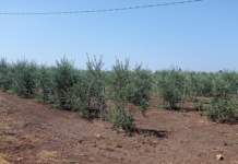 rigenerazione olivicola salento