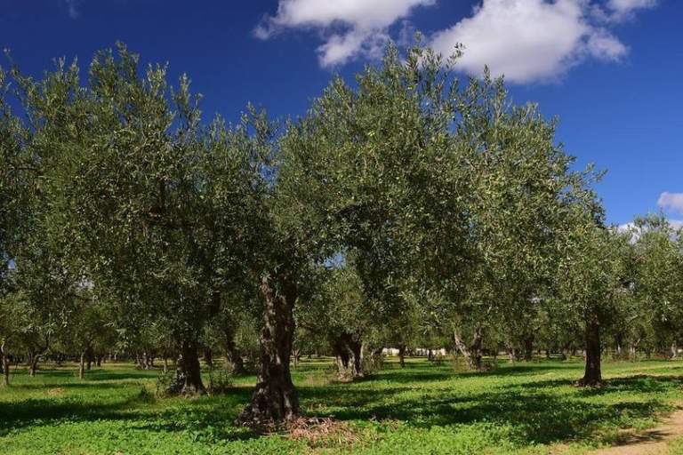 olivicoltura fondo filiere mipaaf