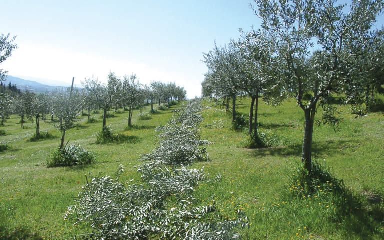 attrezzi potatura olivo