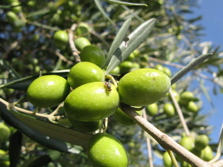 mosca delle olive
