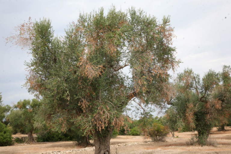 xylella emergenza e innovazione