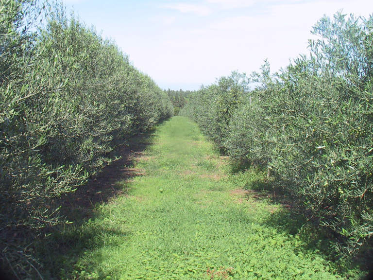convegno olivo e olio 2022