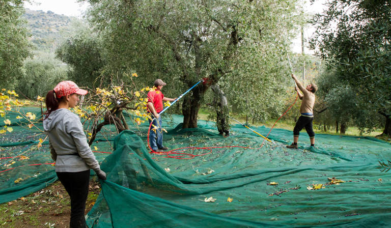 contratto raccolta olive