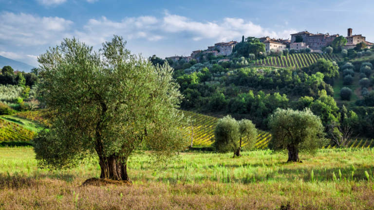 integrazione olio 2023