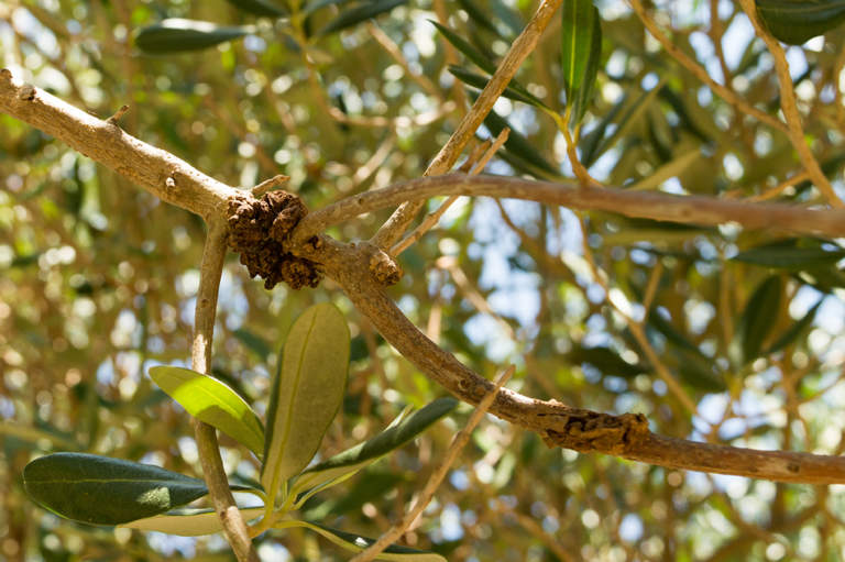 nanocellulosa rogna olivo