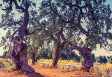 Cross Border Olive, progetto per la valorizzazione ecosostenibile degli oliveti secolari cross border olive