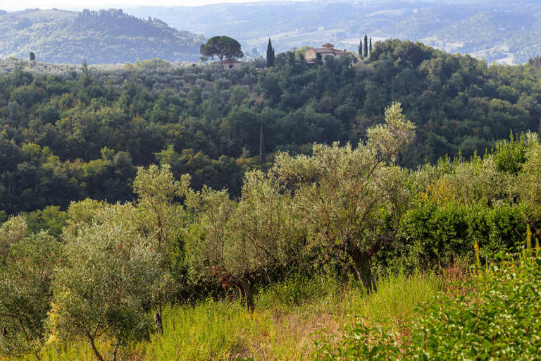 abbandono oliveti