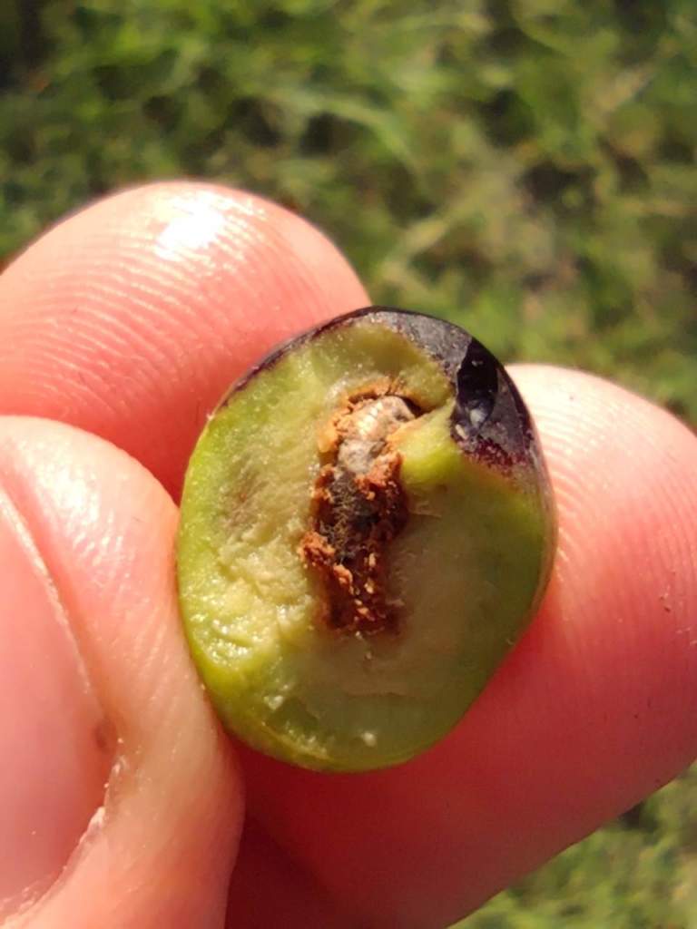 trattamenti biologici mosca olivo