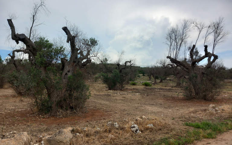 donato boscia ci aggiorna sulla xylella