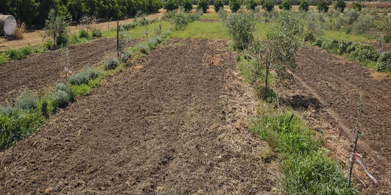 gestione agroecologica oliveto
