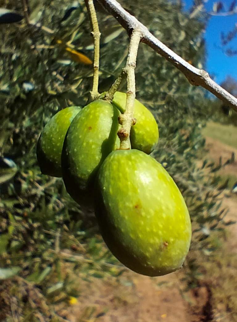 mosca olivo pre raccolta