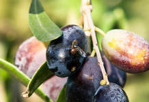 mosca dell'olivo trattamenti