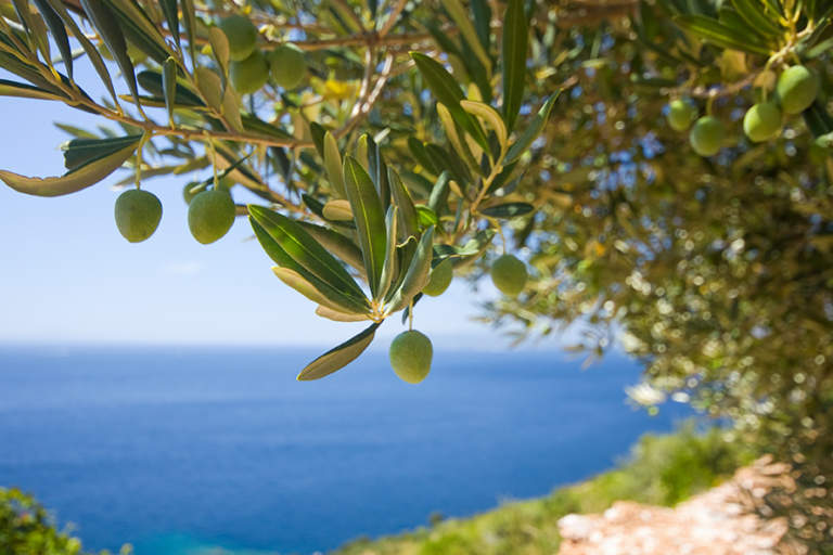 olivicoltura liguria produzione