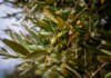 olive taggiasche